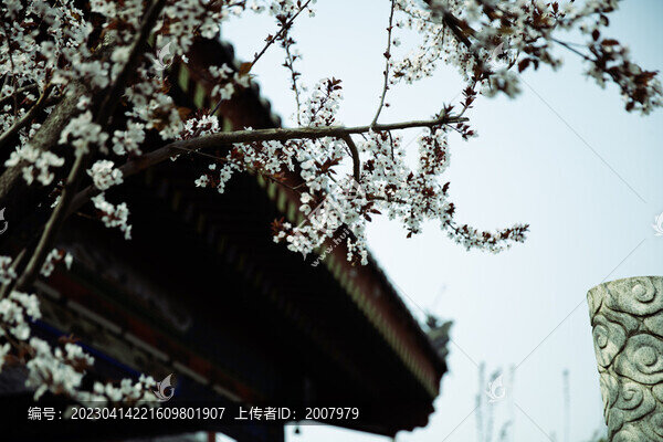 春到古寺