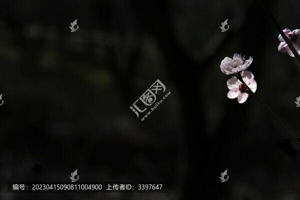 梅花