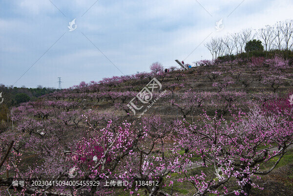 桃花桃花園