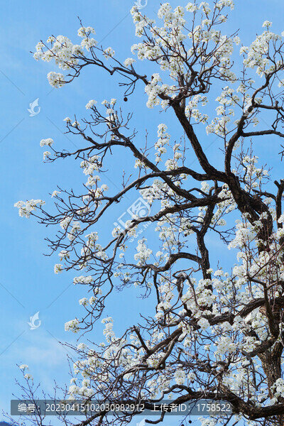 梨花背景素材