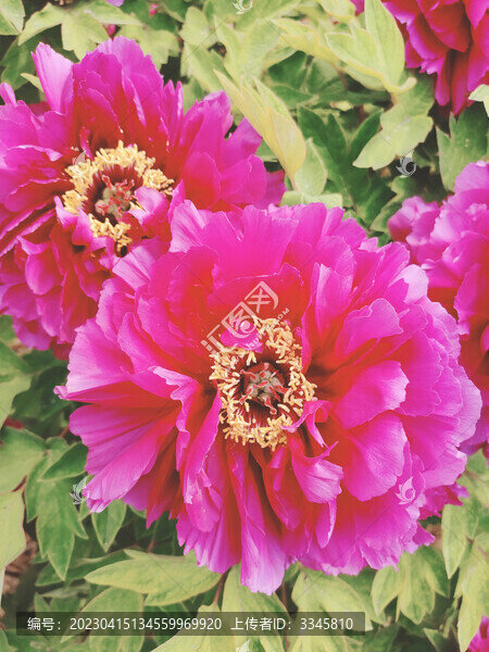 牡丹花