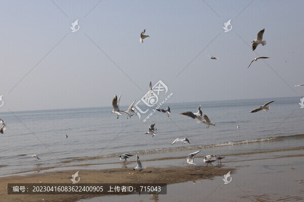 海鷗
