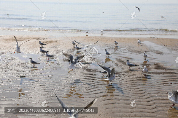 海鷗