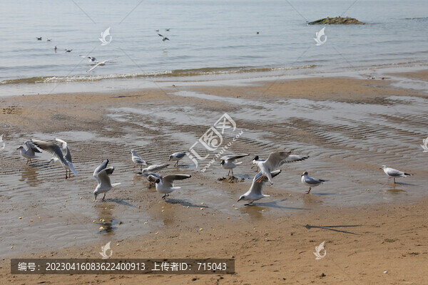 海鷗
