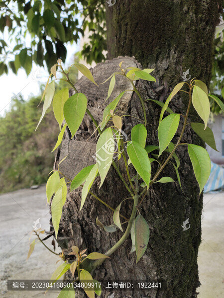 樟樹嫩葉