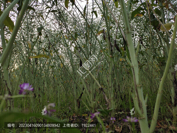 油菜莢