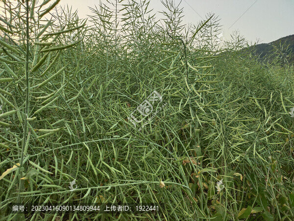油菜種植