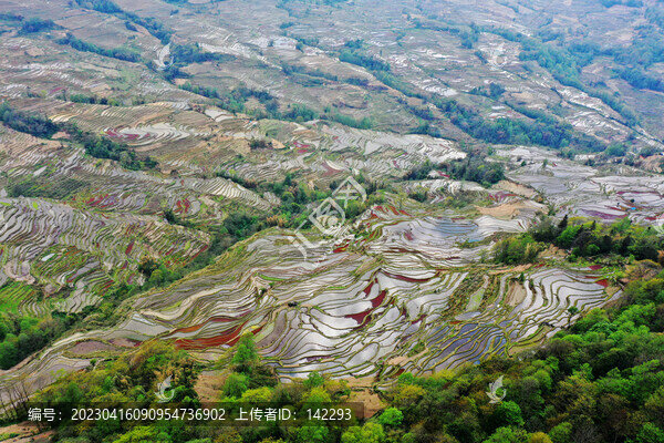 元陽梯田