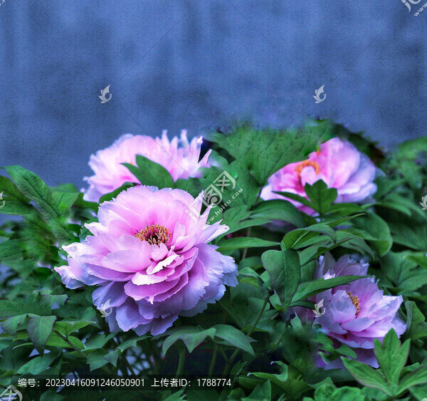 花開富貴