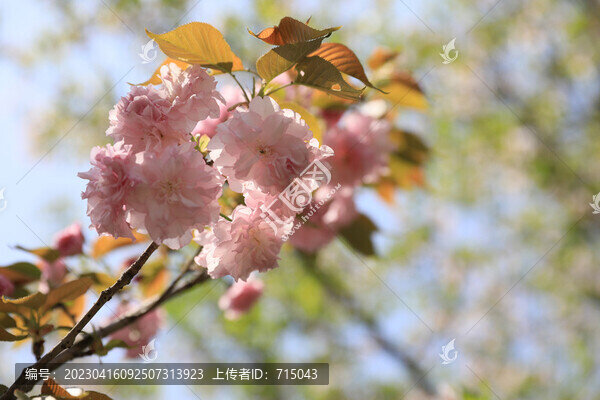 櫻花
