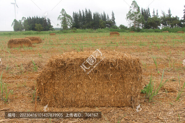 甘蔗葉捆