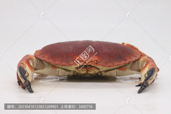 面包蟹