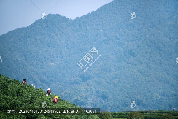 采茶