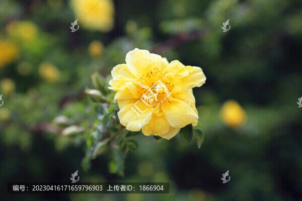 刺玫花