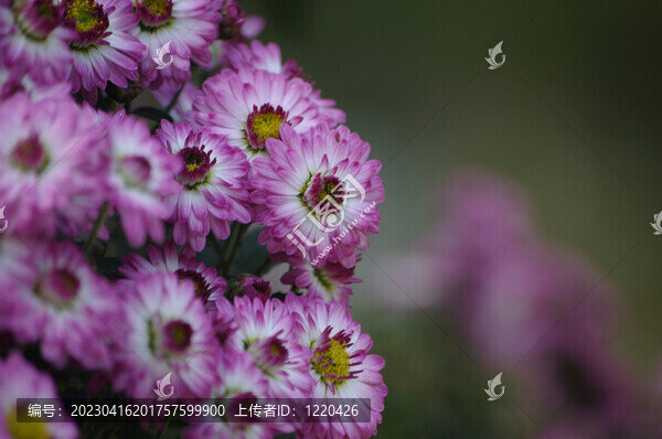 紫色小菊花