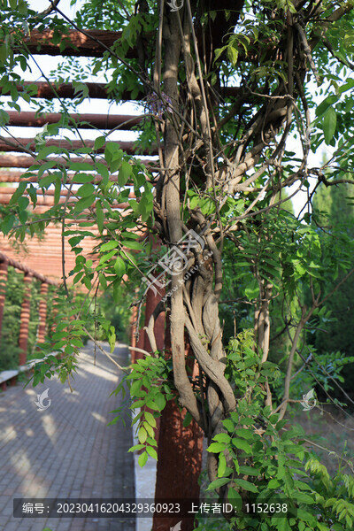 公園植物