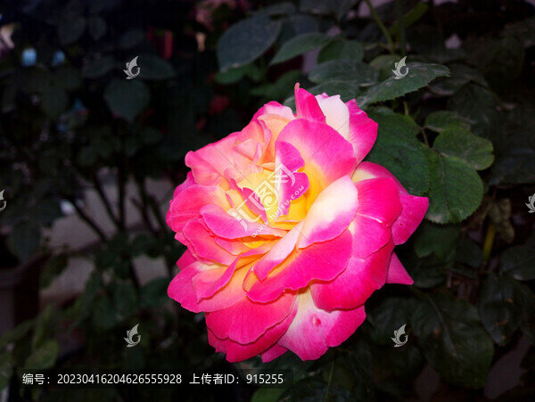 月季花