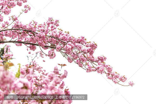 盛開伸展的櫻花樹冠圖片