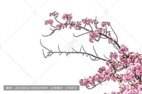 向上伸展綻放的櫻花