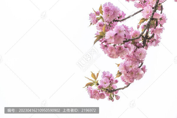 高調(diào)盛開(kāi)的櫻花圖片下載