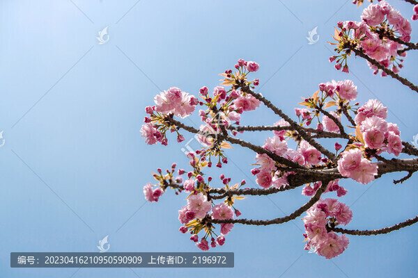 藍(lán)天下盛開的中華晚櫻