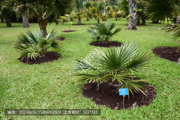 西雙版納國家植物園