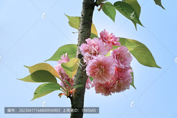 櫻花樹