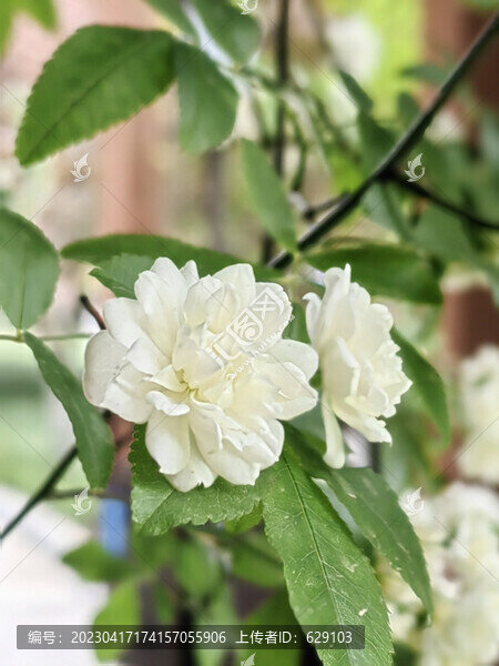 白薔薇