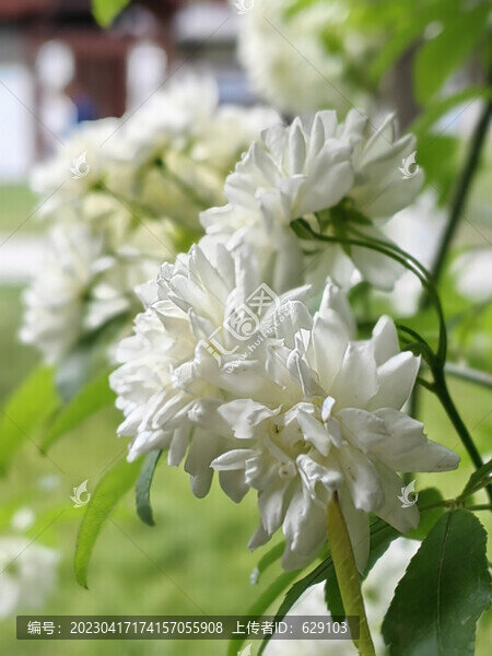薔薇花