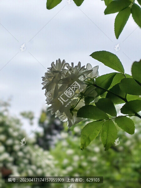 薔薇花開(kāi)