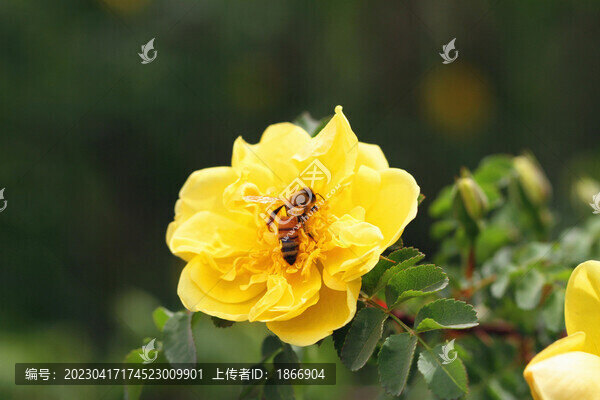 花與蜜蜂