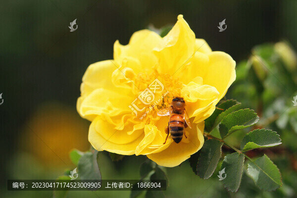 黃刺玫與蜜蜂
