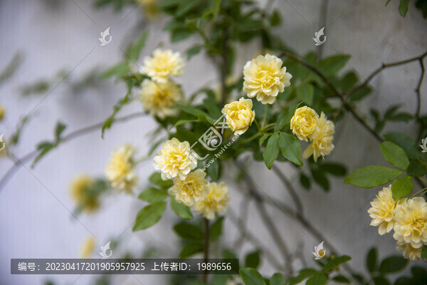 木香花