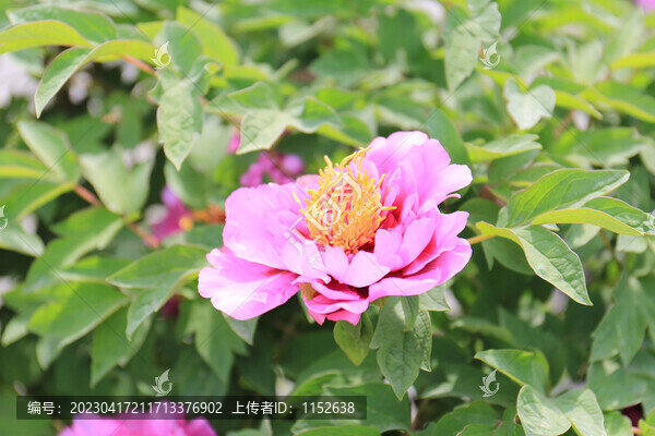 牡丹花
