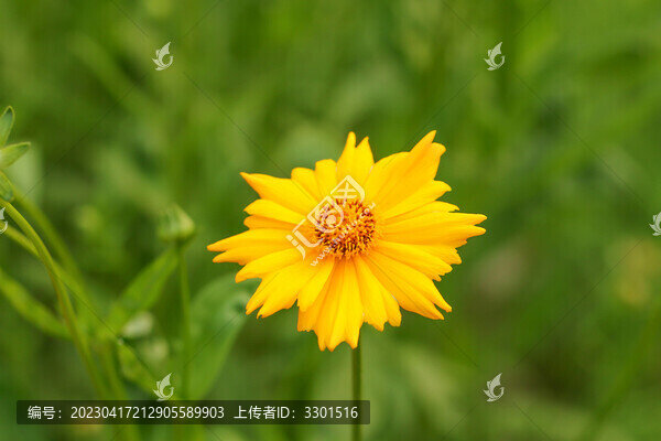 波斯菊攝影圖