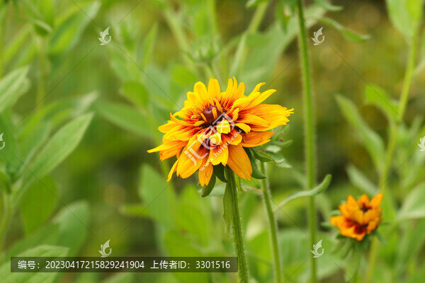 向日葵花序