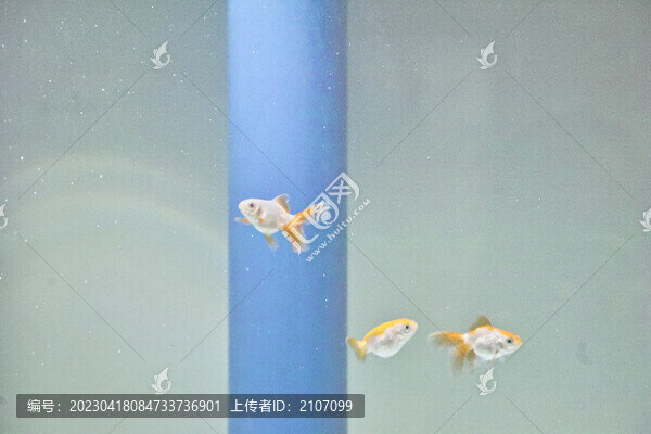清水游魚(yú)