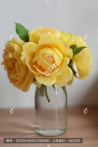 月季花