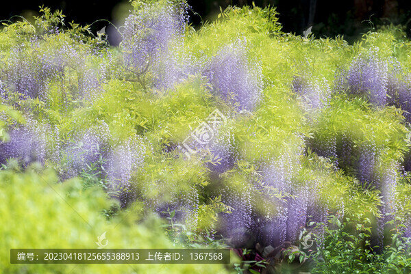 紫藤花