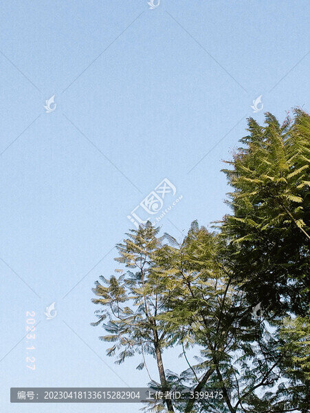 樹