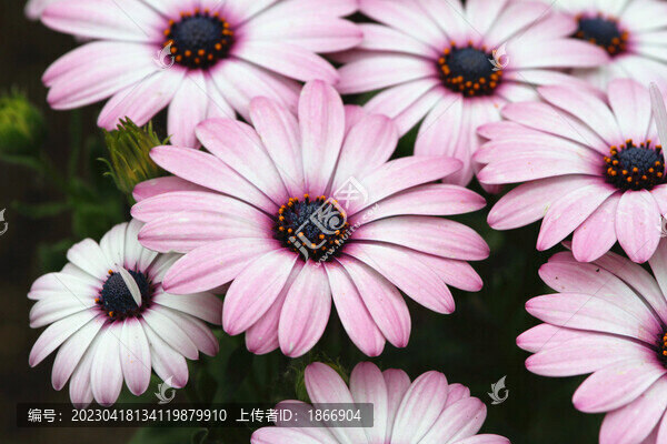 唯美萬(wàn)壽菊