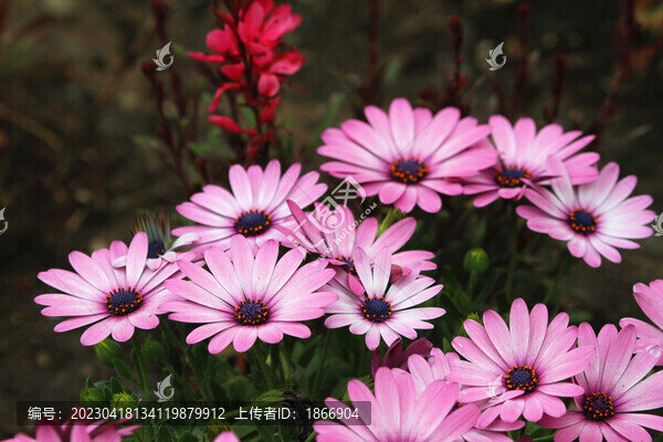 南非萬壽菊