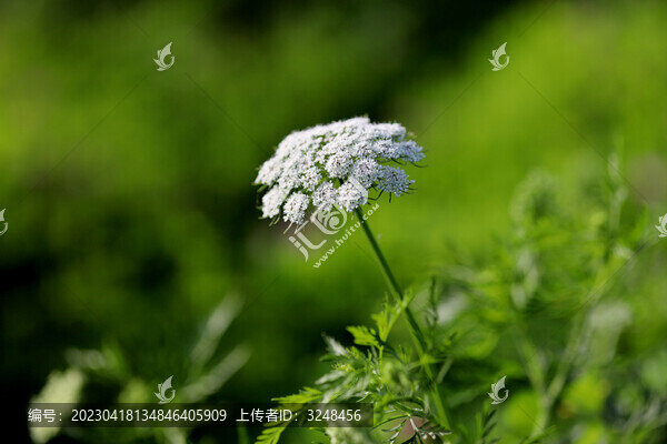 粗毛細(xì)葉芹