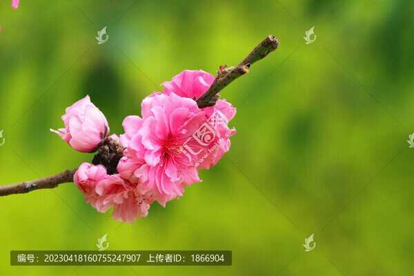 鮮花高清大圖唯美山花