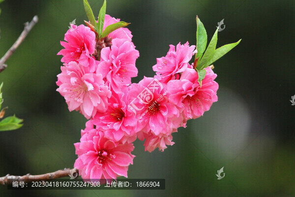 鮮花高清大圖唯美山花