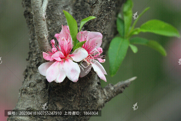 鮮花高清大圖唯美山花