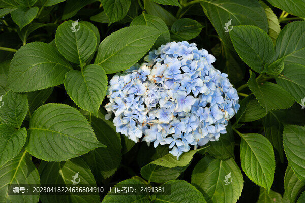 藍(lán)色繡球花