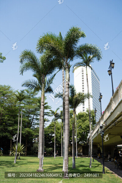 城市椰子樹