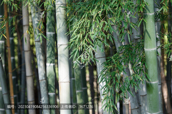 竹林