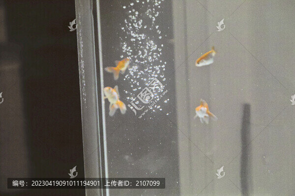 魚缸和魚
